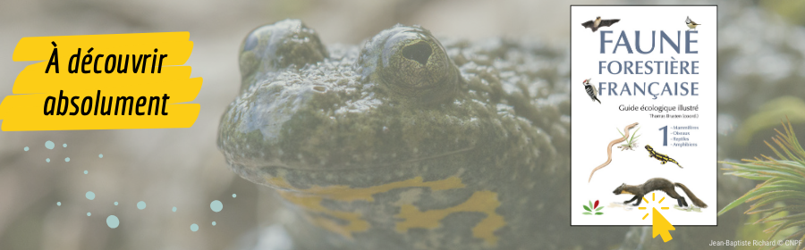 L'image met en avant la dernière nouveauté de la librairie spécialisée, avec une couverture en gros plan du livre "Faune forestière française". À gauche, sur un fond semi-transparent d'une photo floue montrant un amphibien, le texte "Notre dernière nouveauté" est écrit en blanc, avec une petite décoration jaune en dessous, capturant l’attention des visiteurs sur le nouveau guide disponible.  Sur la droite, la couverture du livre est visible. Elle est sobre et épurée, avec le titre "Faune forestière française" en bleu foncé. Ce guide écologique illustré coordonné par Thomas Houset met en avant plusieurs groupes d'animaux (mammifères, oiseaux, reptiles, amphibiens), représentés par des illustrations d'espèces emblématiques telles qu'un oiseau, un serpent, une salamandre, et une chauve-souris. Un bouton de clic en forme de curseur jaune est placé en bas, renforçant l'invitation à découvrir ce nouveau livre.  Le crédit photo Jean-Baptiste Richard © CNPF est discret, situé en bas à gauche de l'image, en lien avec l'amphibien en arrière-plan.  Cette image est conçue pour promouvoir le guide écologique illustré sur la faune forestière française, en attirant l'attention des visiteurs sur la richesse et la diversité des espèces forestières en France. Elle incite à découvrir ce nouvel ouvrage indispensable pour les amoureux de la nature et les experts en écologie forestière.